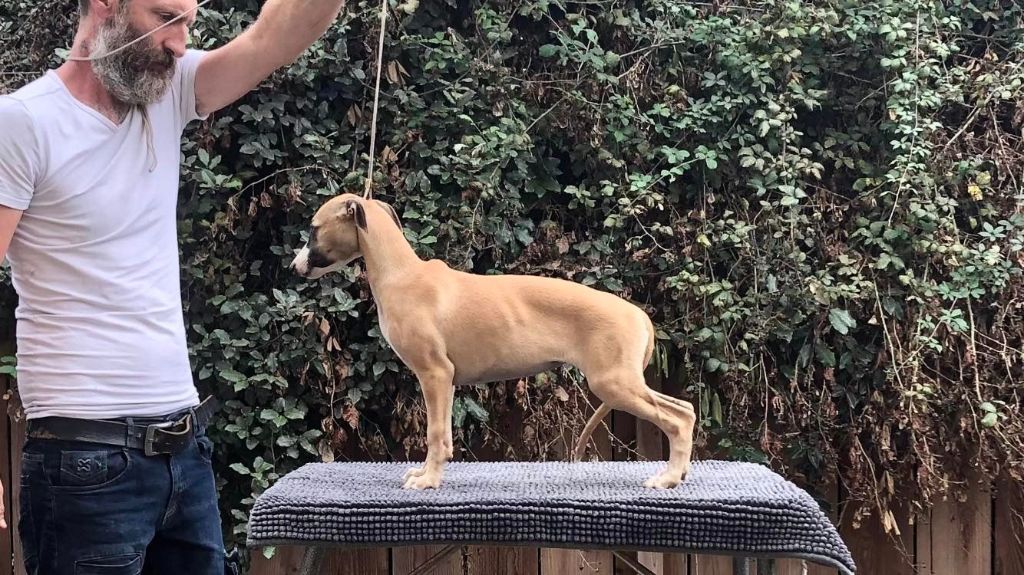 De L'Eden D'Isawan - Chiots disponibles - Whippet